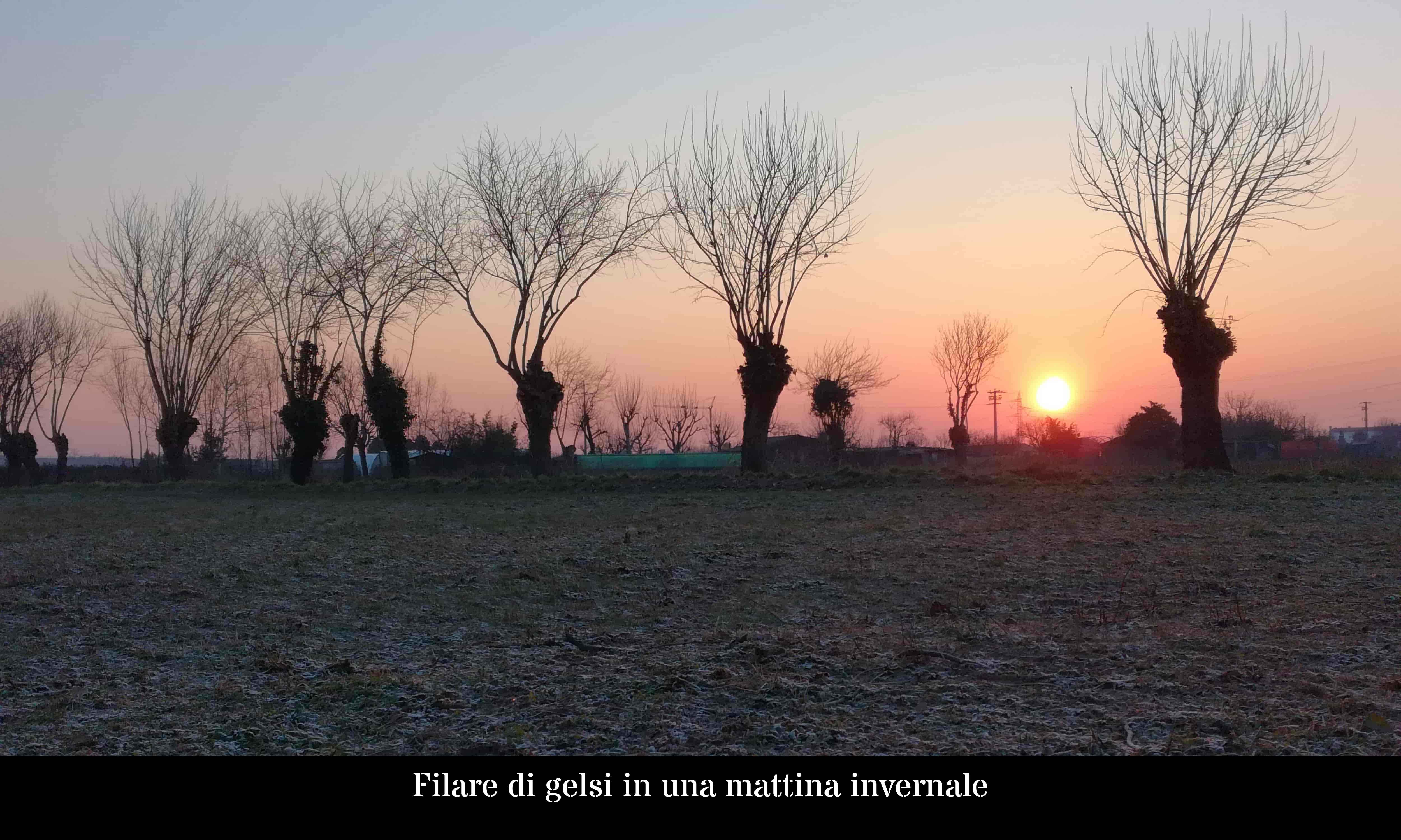 Filare di gelso in una mattina invernale