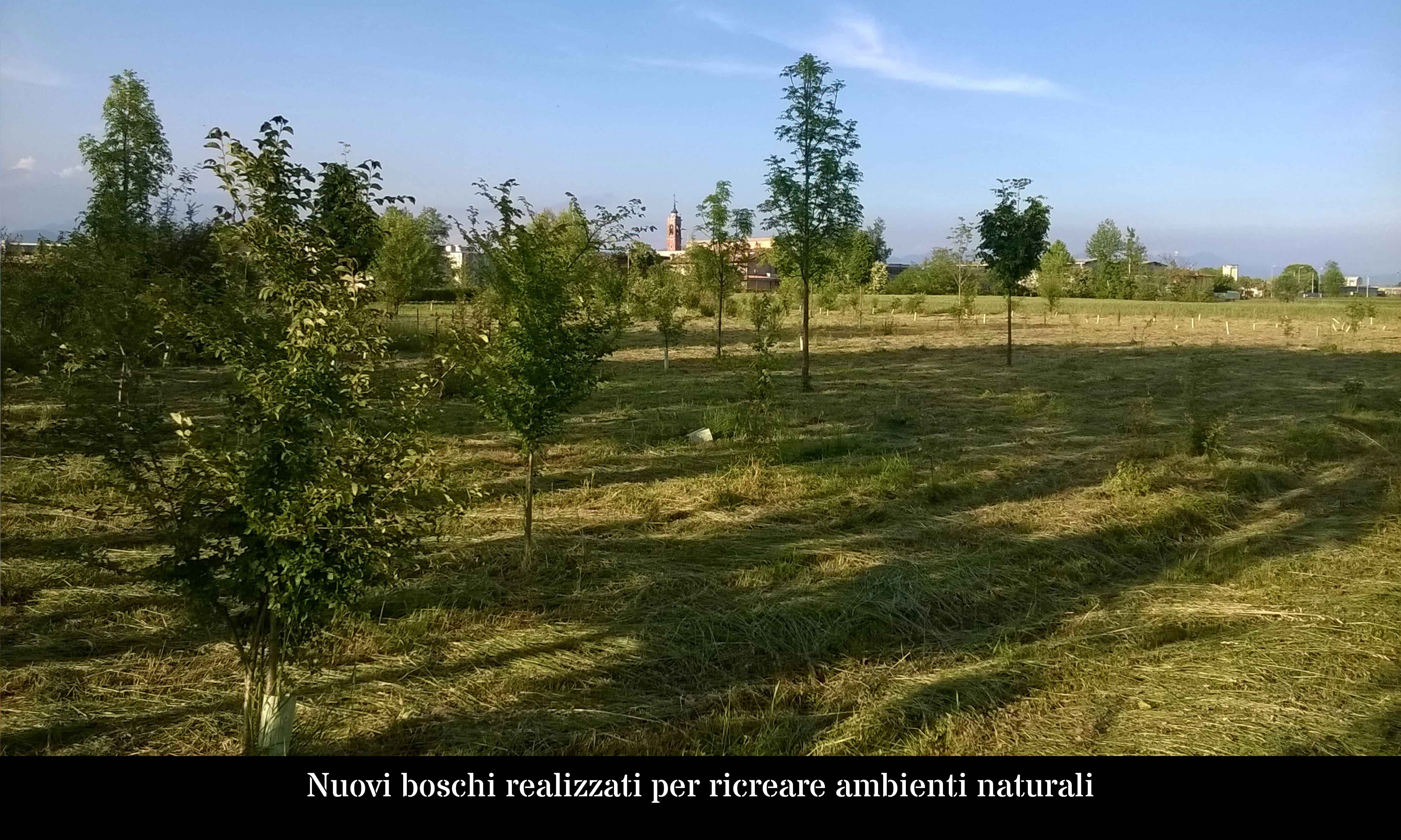 Nuovi boschi realizzati per ricreare ambienti naturali ora poco presenti