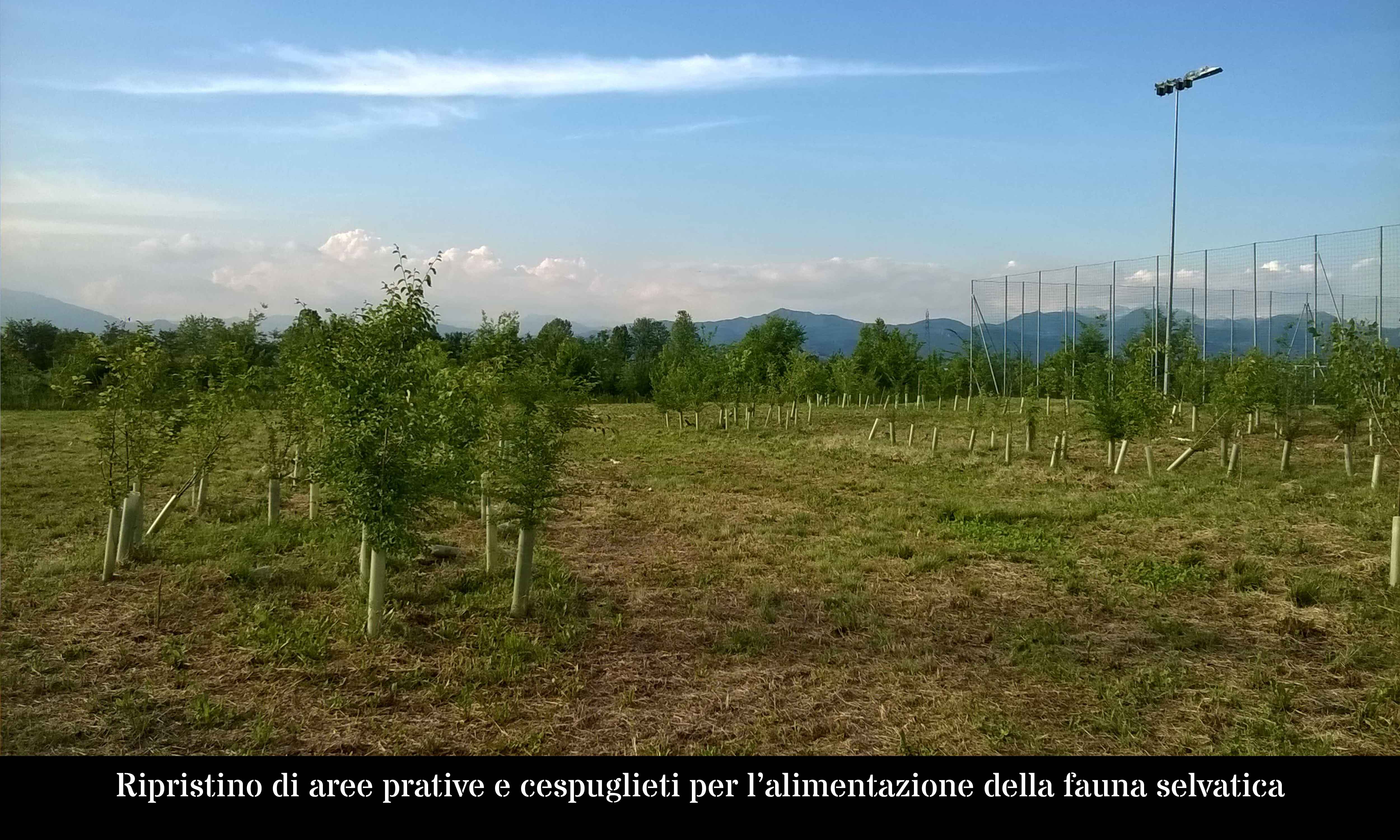 Ripristino di aree prative e cespuglieti per l'alimentazione della fauna selvatica