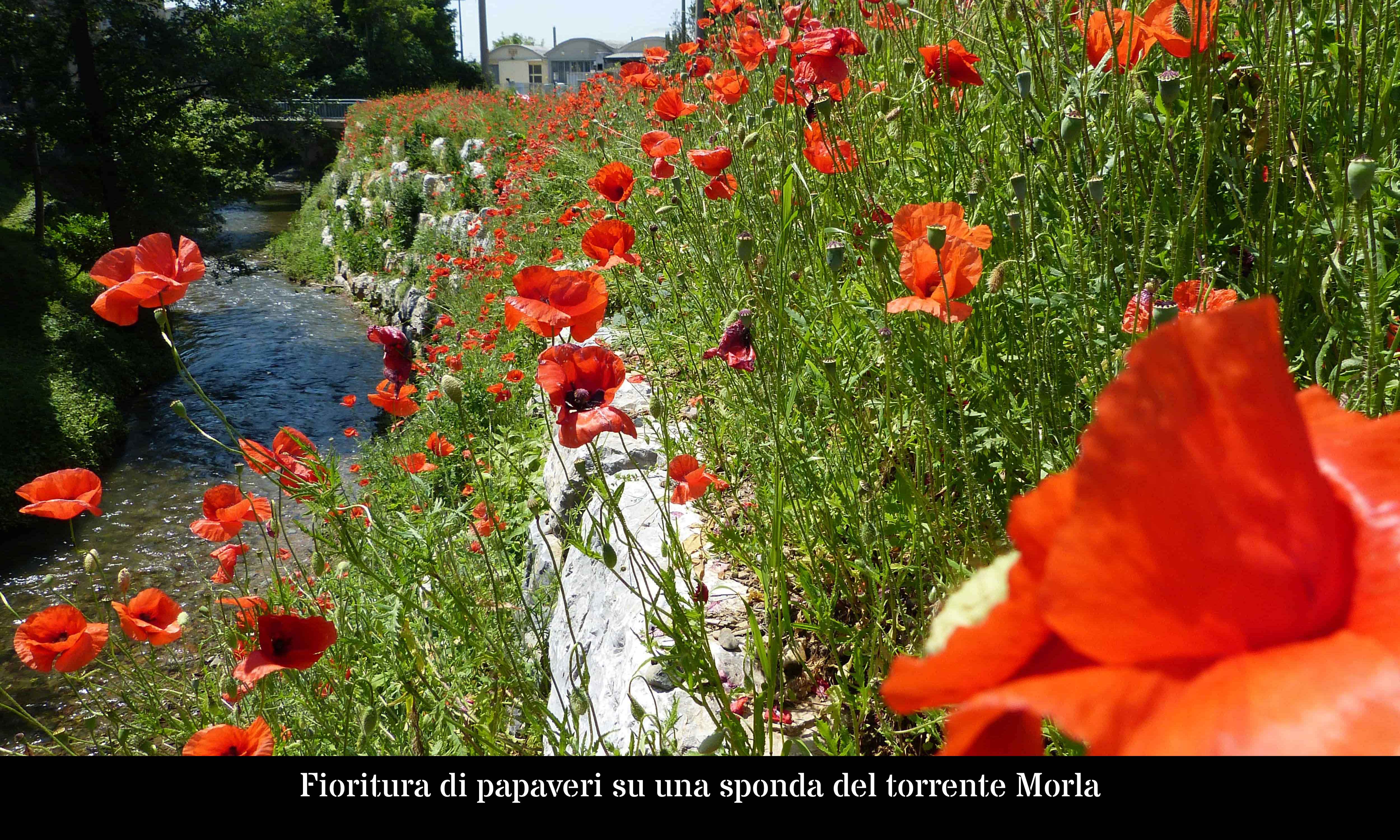 Fioritura di papaveri su una sponda del torrente Morla