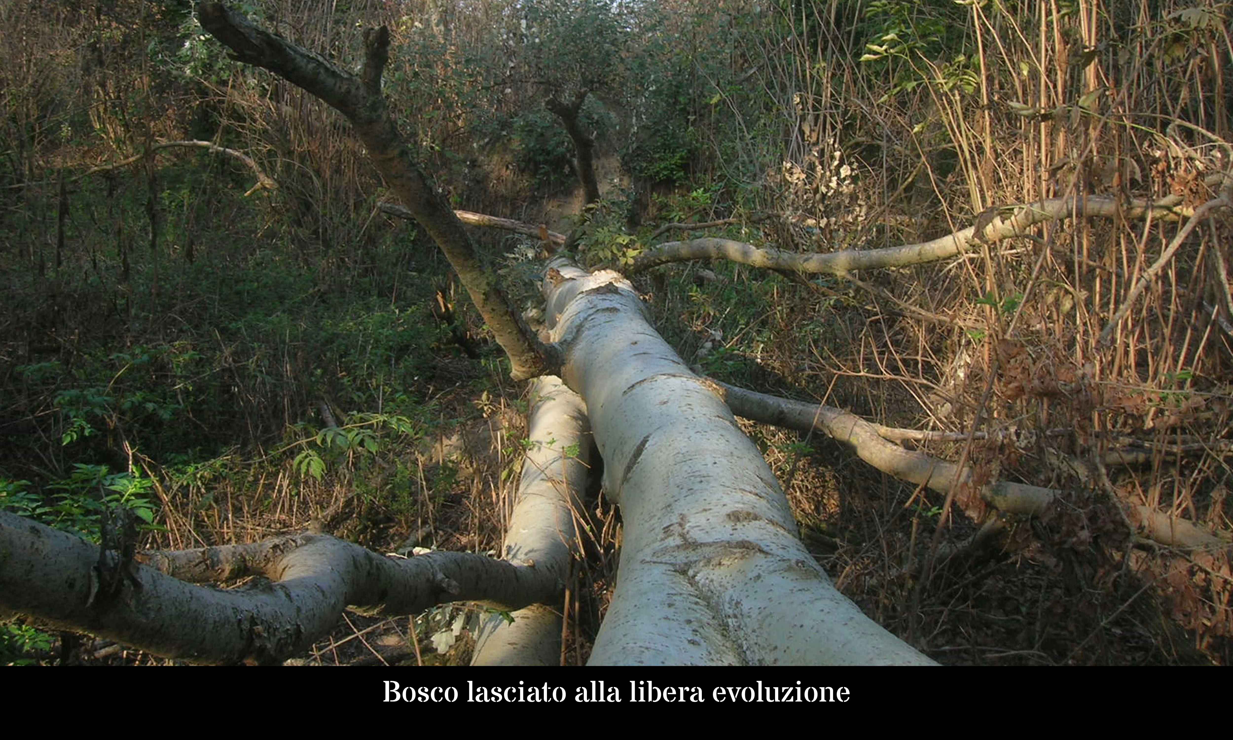 Bosco lasciato alla libera evoluzione