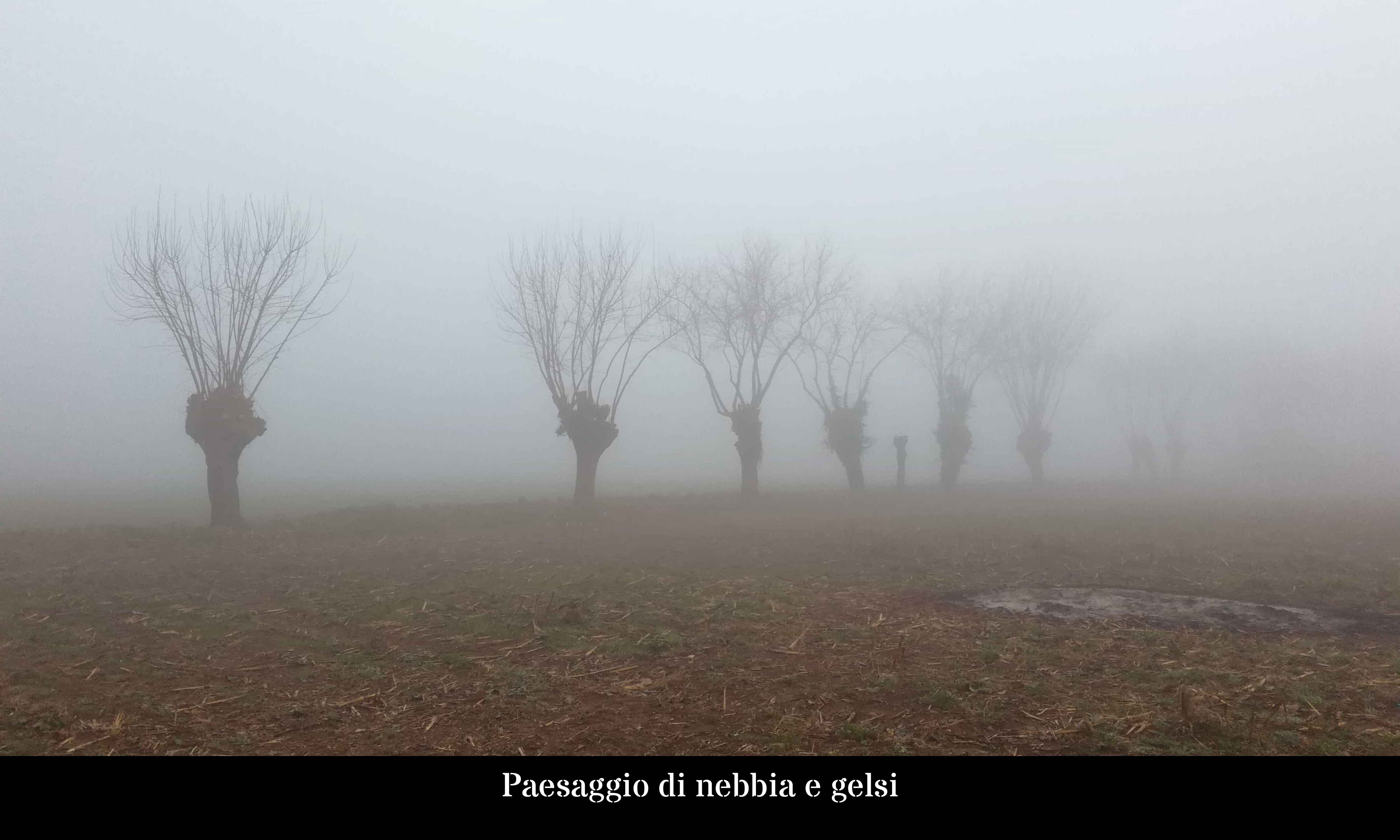 Paesaggio di nebbia e gelsi 